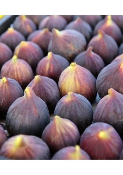 9 Adet Dürdane Bursa Siyah Incir Fidanı