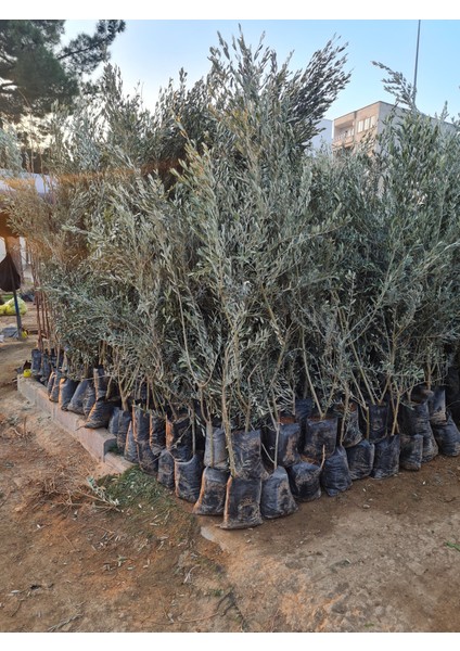 Gemlik Trilye Zeytin Fidanı 5 Yaş 1,5 Metre Boy