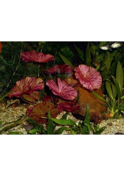 Nymphaea Lotus (Zenkeri) 3 Adet Akvaryum Bitkileri