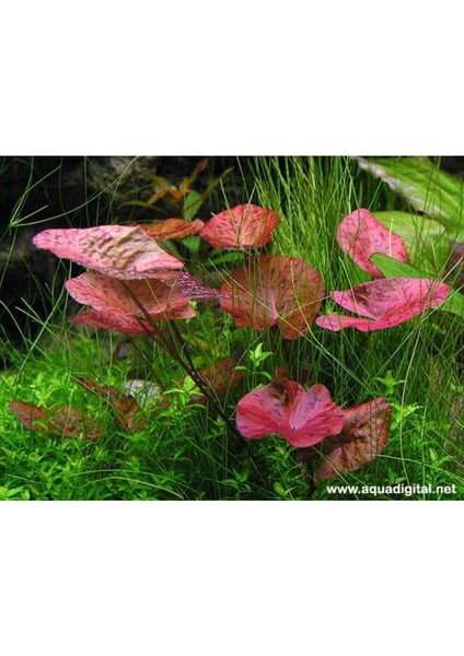 Nymphaea Lotus (Zenkeri) 3 Adet Akvaryum Bitkileri fiyatları