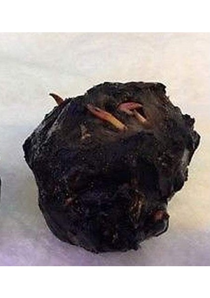 Nymphaea Lotus (Zenkeri) 3 Adet Akvaryum Bitkileri fırsatları