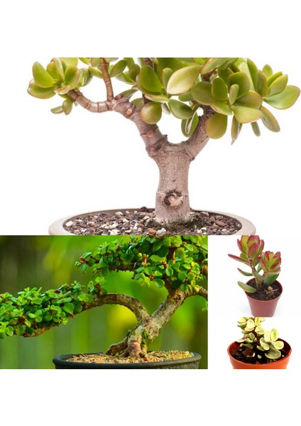 2 Tür Para Ağacı Crassula Ovata+Yeşim Ağacı Fidesi