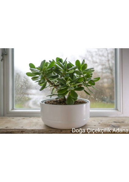 Para Çiçeği Bereket Ağacı Crassula Ovata