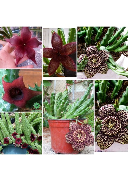 3 Çeşit Leş Kaktüsü 5.5 Saksıda