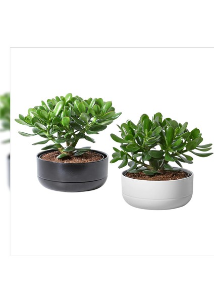 2 Adet Hediyelik Taş Saksıda Para Ağacı Bereket Çiçeği Crassula Ovata