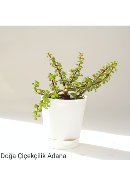 Para Çiçeği Özel Saksıda Afra Portulacaria