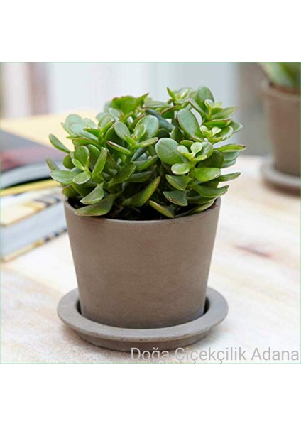 Para Ağacı Bereket, Iyi Şans ve Para Çiçeği Crassula Ovata