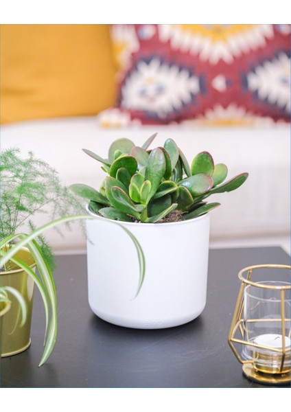 Seramik Saksılı Para Ağacı Para Çiçeği Bereket Ağacı 01