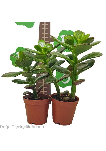 Para Ağacı Bereket Ağacı Crassula Ovata 5.5 Saksılı