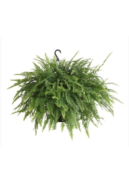 Aşk Merdiveni Büyük Askılı Saksıda Nephrolepis