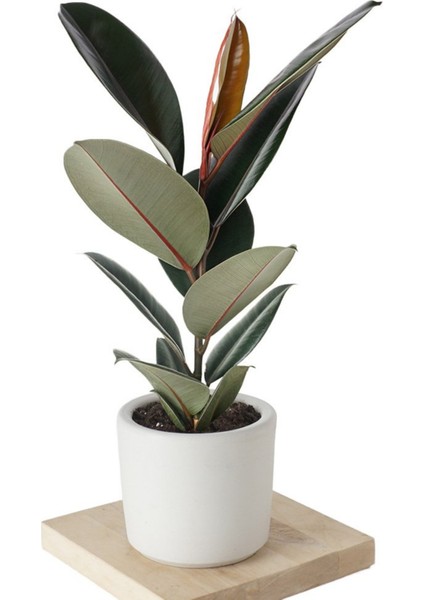 Özel Beyaz Saksda Ficus Elastica (Kauçuk Bitkisi) Large