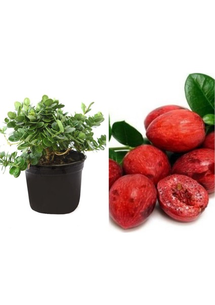 Natal Eriği Fidanı (Iç ve Dış Mekan Ağacı)