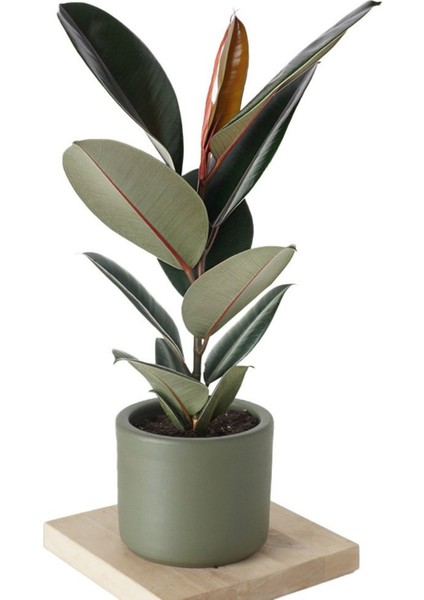 Özel Gri Saksıda Ficus Elastica (Kauçuk Bitkisi) Large