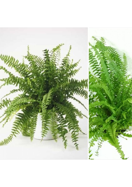 Aşk Merdiveni Seramik Saksıda Nephrolepis 00100101