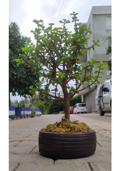 Bonsai Para Ağacı - Para Çiçeği - Bereket Ağacı
