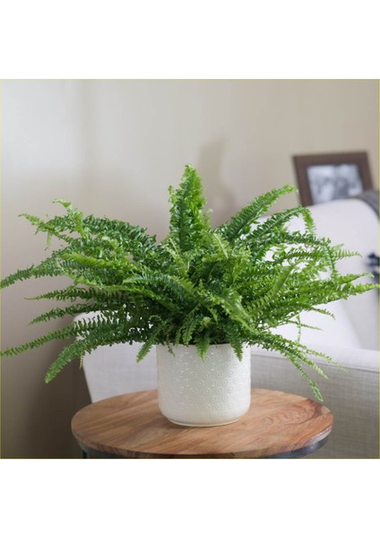 Dekoratif Saksıda Aşk Merdiveni 000101