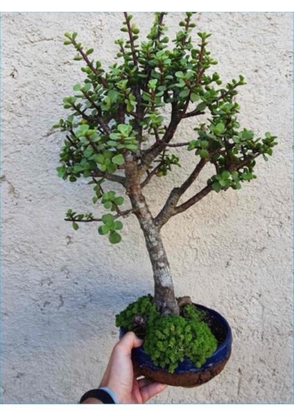 Para Ağacı Afra Bonsai Üretim Saksısında
