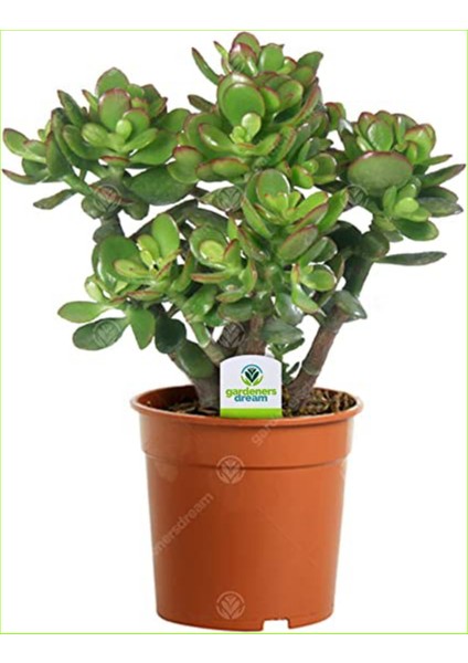 Crassula Ovata Bereket Ağacı Para Çiçeği