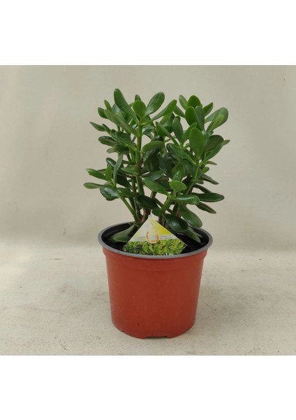 Doğa Çiçekçilik Para Ağacı Para Çiçeği Bereket Ağacı Crassula Ovata