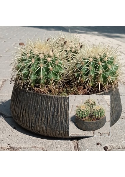 Dekoratif Taş Saksıda 3 Adet Büyük Altın Fıçı Kaktüs
