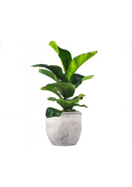 Ficus Lyrata Pandora Kauçuğu Keman Yapraklı Kauçuk Taş Saksıda