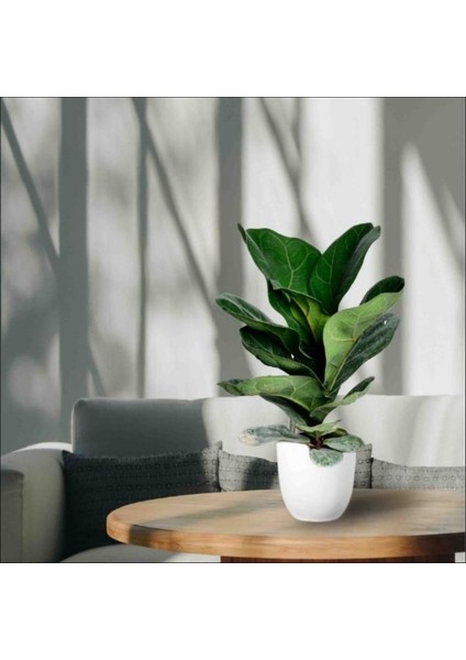 Dekoratif Saksıda Ficus Lyrata Pandora Kauçuğu Keman Yapraklı Kauçuk Kampanya