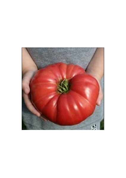 100 Adet Tohum Yeni Mahsul Organik Bahçe Köy Domatesi Essah Yerli Hobi Bahçe Köy modelleri