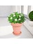 Tpr Bitki Kapları Çiçek Etli Bitkiler Katlanır Nefes Alabilen Tencere Dekoru Pembe (Yurt Dışından) 2