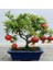 Bodur Bonsai Nar Ağacı Tohumu 1