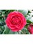Kamelya (Camellia Japonica) Çiçeği Tohum 1
