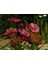 Nymphaea Lotus (Zenkeri) 3 Adet Akvaryum Bitkileri 1