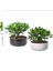 2 Adet Hediyelik Taş Saksıda Para Ağacı Bereket Çiçeği Crassula Ovata 1