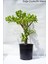 Büyük Boy Para Çiçeği, Para Ağacı, Bereket Ağacı Crassula Ovata 1