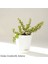 Para Çiçeği Özel Saksıda Afra Portulacaria 1