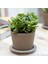 Para Ağacı Bereket, Iyi Şans ve Para Çiçeği Crassula Ovata 1