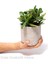 Seramik Saksıda Para Ağacı Bereket Ağacı Crassula Ovata 001 1