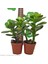 Para Ağacı Bereket Ağacı Crassula Ovata 5.5 Saksılı 1