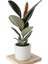 Özel Beyaz Saksda Ficus Elastica (Kauçuk Bitkisi) Large 1