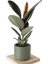 Özel Gri Saksıda Ficus Elastica (Kauçuk Bitkisi) Large 1