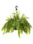 Aşk Merdiveni Büyük Askılı Saksıda Nephrolepis 1