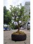 Bonsai Para Ağacı - Para Çiçeği - Bereket Ağacı 1
