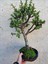 Para Ağacı Afra Bonsai Üretim Saksısında 1