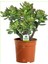Crassula Ovata Bereket Ağacı Para Çiçeği 1