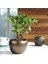 Crassula Ovata Bereket Ağacı Para Çiçeği 1