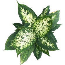 Betonish Dieffenbachia Compacta