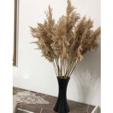 Quaty Home 10 Adet Doğal Pampas Otu 50CM