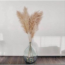 Quaty Home 10 Adet Doğal Pampas Otu 50CM