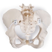 Medikal Market TR Kadın Pelvis Maketi, Esnek Montajlı