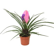 Betonish - Tillandsia Cyanea - Ev ve Ofis Bitkisi