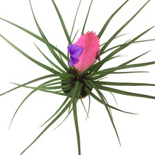 Betonish - Tillandsia Cyanea - Ev ve Ofis Bitkisi